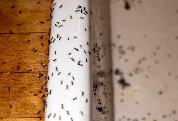 Best Affordable Pest Control Services  in Lufkin, TX