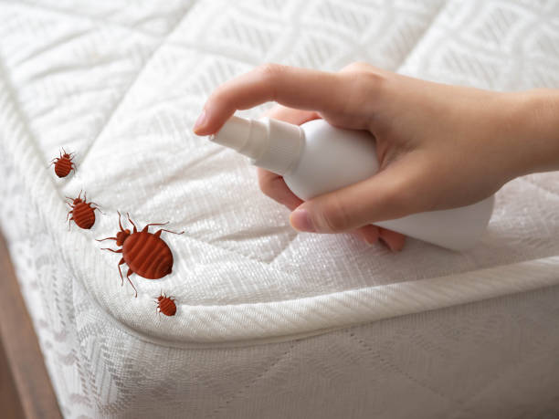 Best Ant Control Services  in Lufkin, TX