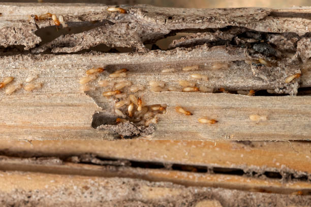 Best Termite Control Services  in Lufkin, TX